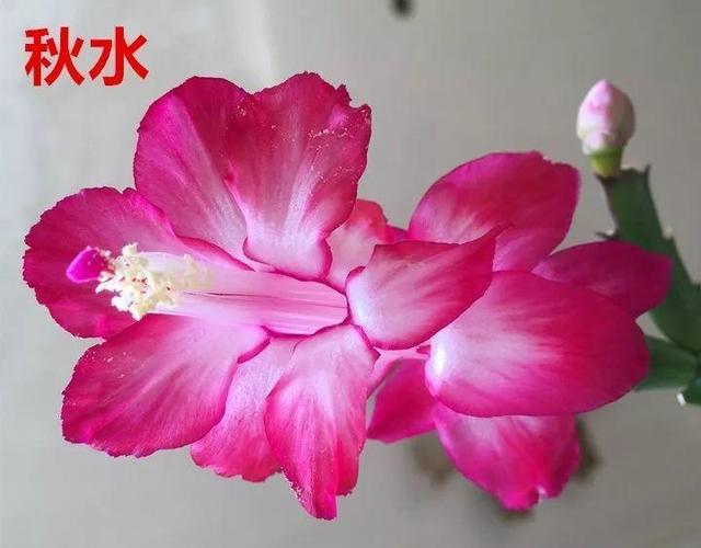 蟹爪兰图片，蟹爪兰你不知道的品种（蟹爪兰支架图片大全）