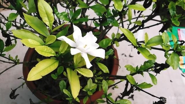 硫酸亚铁浇花使用方法，什么花不能浇硫酸亚铁（养花浇“硫酸亚铁”）