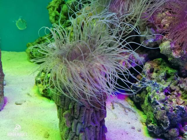 荣耀magic2，荣耀magic2优点和缺点（体验未来，顶级旗舰手机）