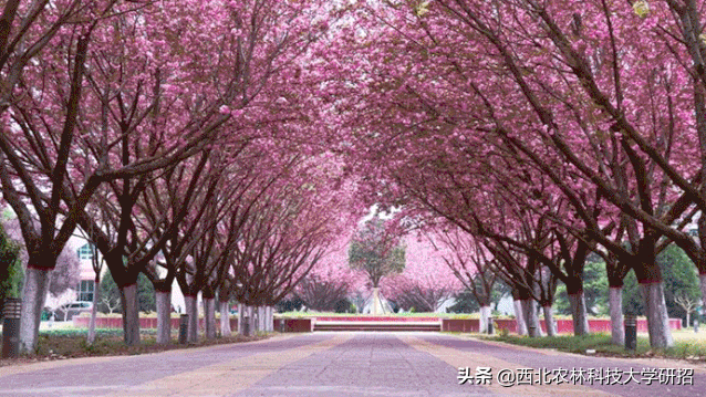西北农林科技大学在哪，985里最差的十所大学（占地56012.28亩）