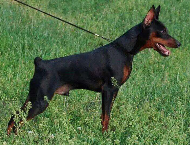 适合家养的中小型犬是什么，适合家里养的中型犬有哪些（占地不大而且还忠诚）