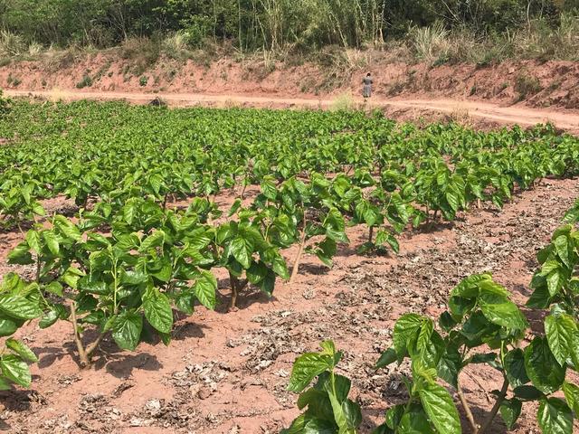 养大的蚕宝宝能做什么，养蚕宝宝能干嘛（蚕宝宝从一个个农户的陋室）