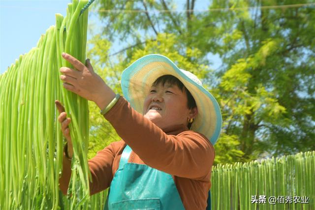 四川的贡菜是什么菜，贡菜是四川特产吗（农村“夕阳红”蔬菜）