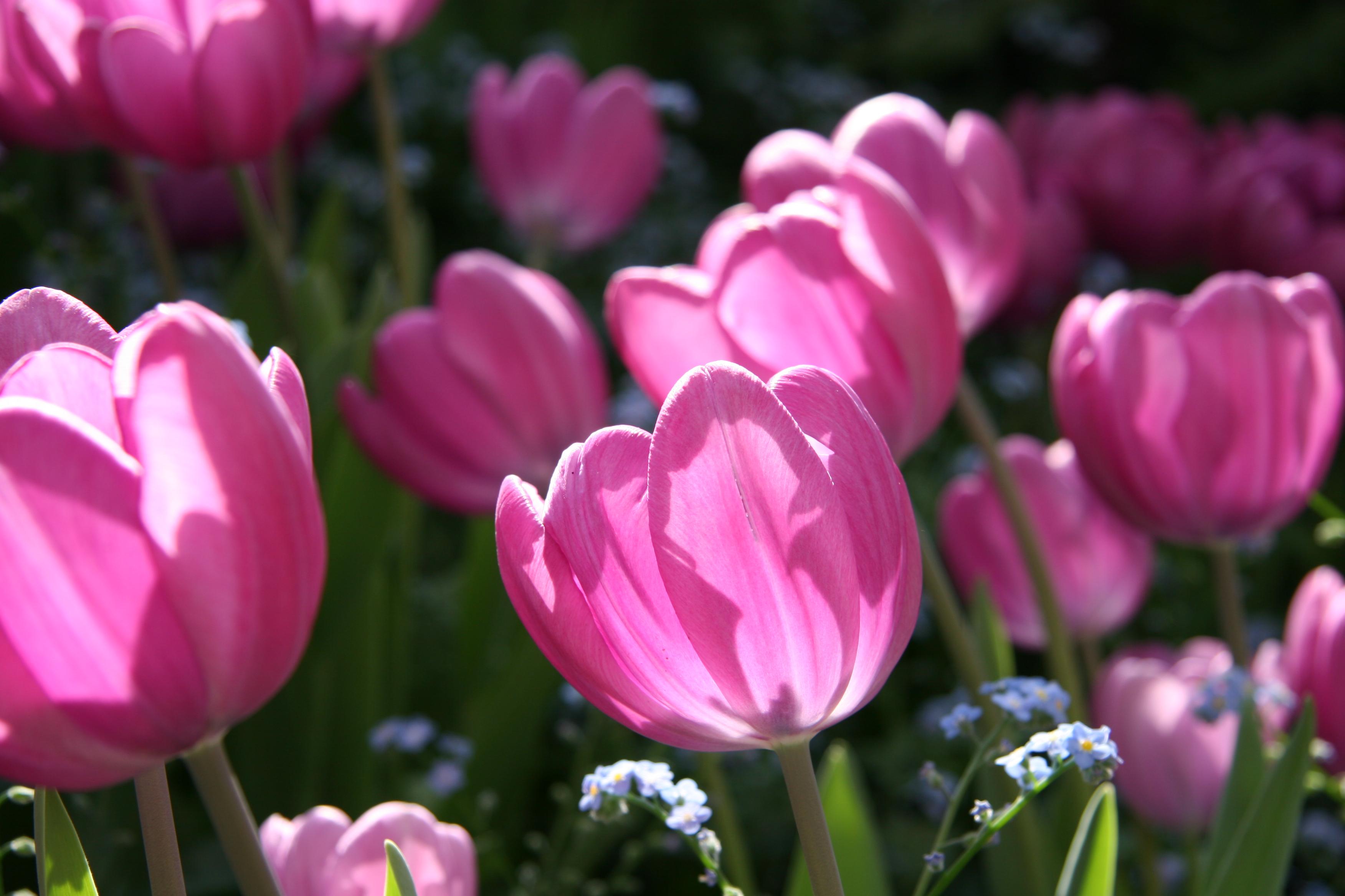 郁金香真爱花语(郁金香花语爱情) - 彝家农业网