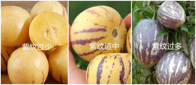 人参果长果好还是圆果好，挑“白皮”还是“黄皮”的