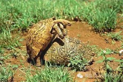 乌龟怎么交配，图解母龟交配的秘密