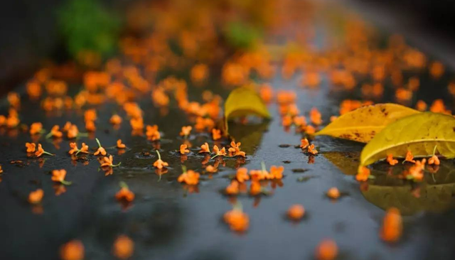 树叶的作用，白香树叶的作用（可以改善增肥土壤）