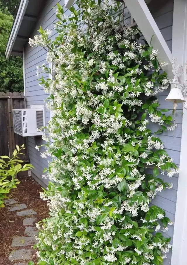 五种常见花的颜色，给你推荐7种颜色的花草植物