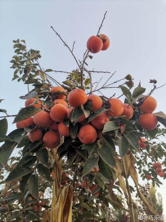 水果种类，水果种类释迦果（秋天吃正是好时候）