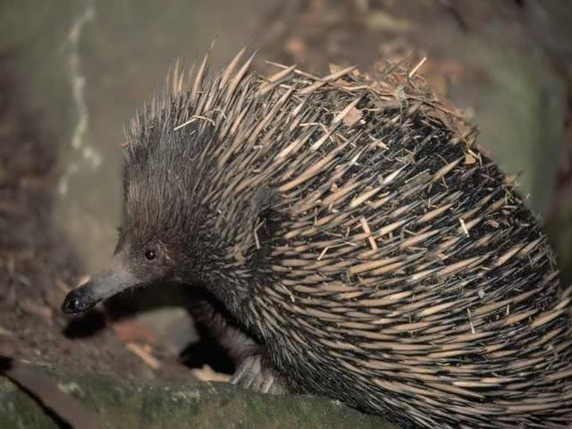 新几内亚天堂鸟，地球上长得极其怪异的6种奇特生物（新几内亚岛——几乎在地球上未被探寻的“失落的世界”）