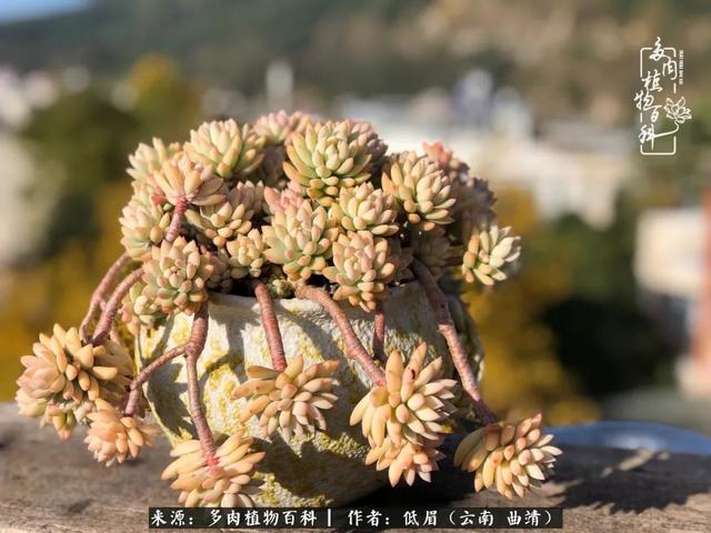 很丧很失望——低眉.，皱着眉头哭丧（陪你度过寒冷的圣诞平安夜图片）