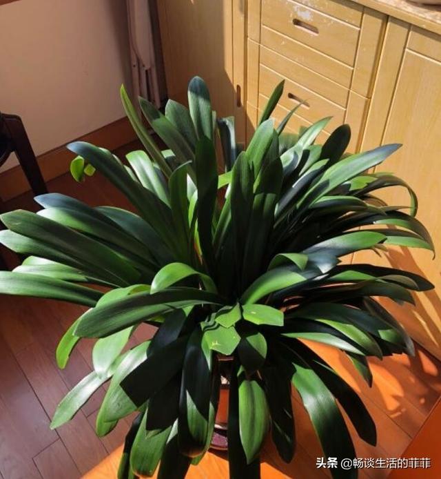 君子兰换土能用旧土吗，用君子兰专用土给君子兰换土可以吗（君子兰的换土方法）