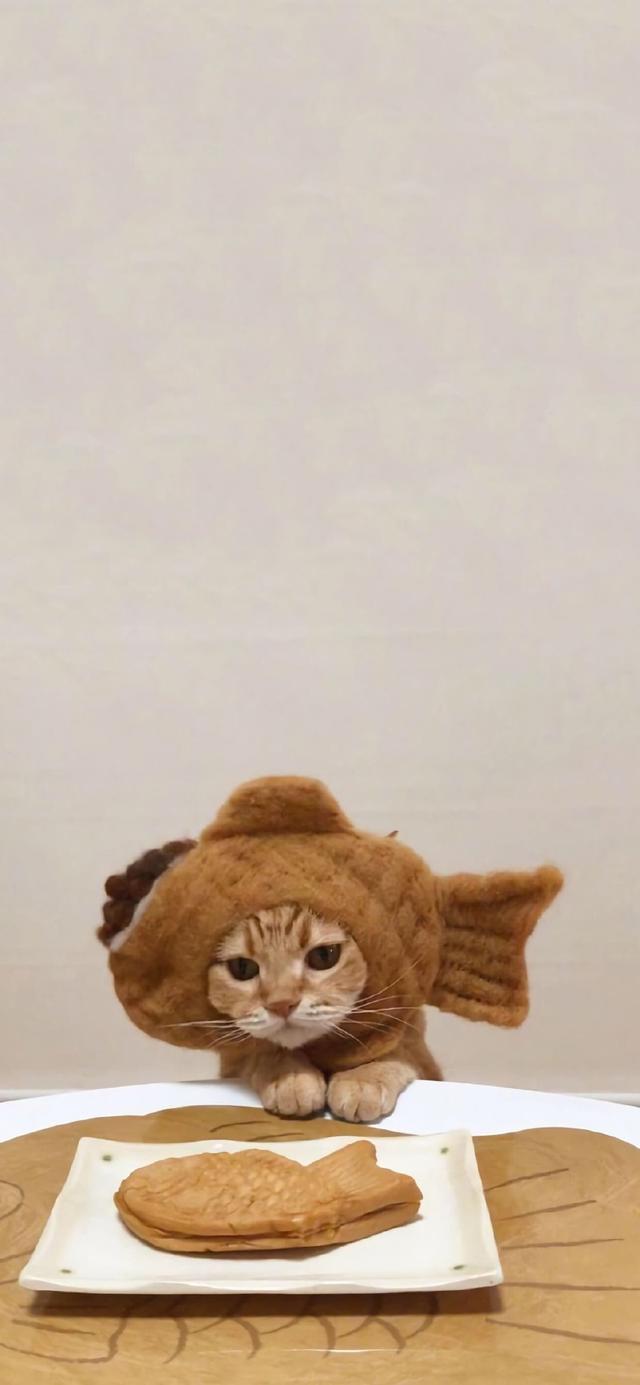 小猫图片萌图100张,猫咪图片〖萌图〗(可爱的猫壁纸,萌化了)