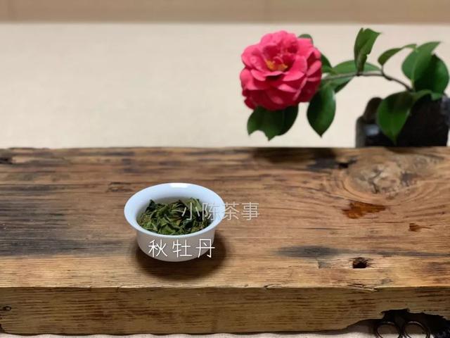 白牡丹茶怎么泡，白牡丹是什么茶（白茶春牡丹和秋牡丹）