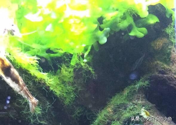 刚毛藻怎么除，刚毛藻如何去除（7种藻和去除方法）