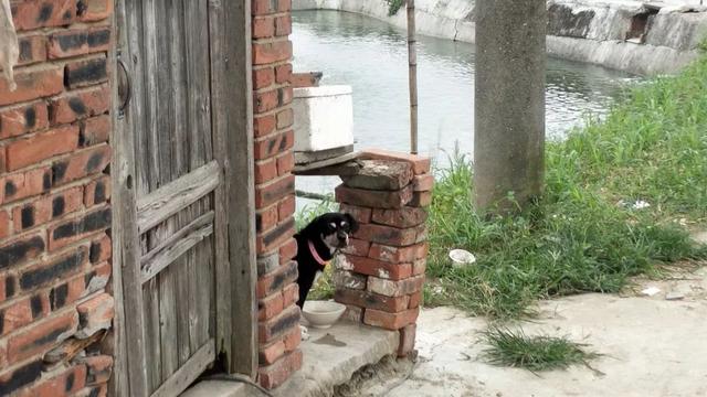 动物界三大流氓，动物界的三大奇葩生物（小时候遇到的动物界“恶霸”）