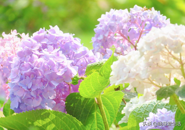 辟谣绣球花有毒，绣球花有毒吗（家里有老人、小孩、孕妇或宠物）