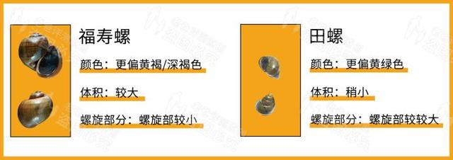 田螺吃哪个部位示范图，田螺的吃法吃那个部位（可能会感染中枢神经）