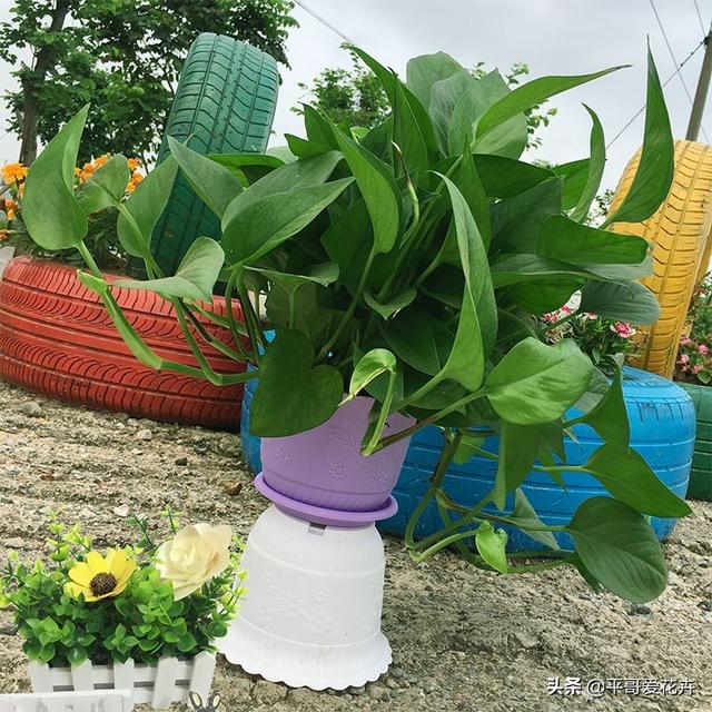 绿萝多久浇一次水比较好，绿萝多久浇水一次（“2种肥水”换着浇）