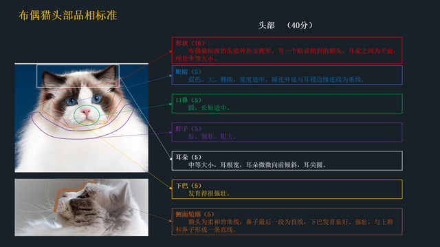 如何挑选布偶猫幼猫，简单几招学会挑选心仪的布偶猫