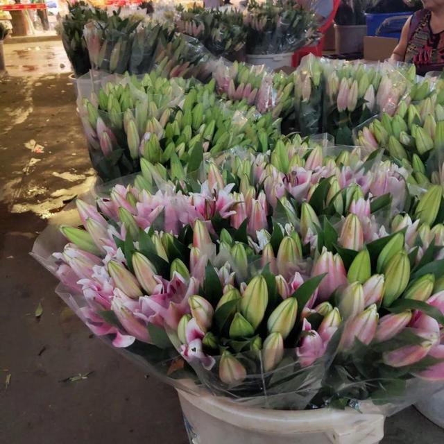 荷花最好看的品种是什么，这花最好看、最好养