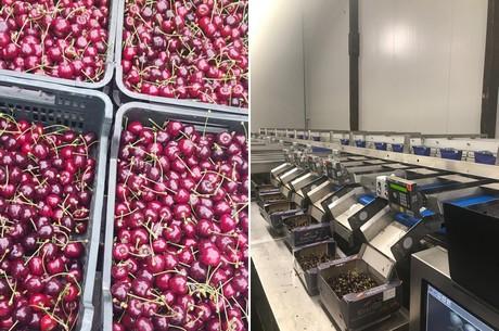 车厘子存储方式，车厘子保存方法和温度（智利车厘子用什么炼了“不坏金身”）