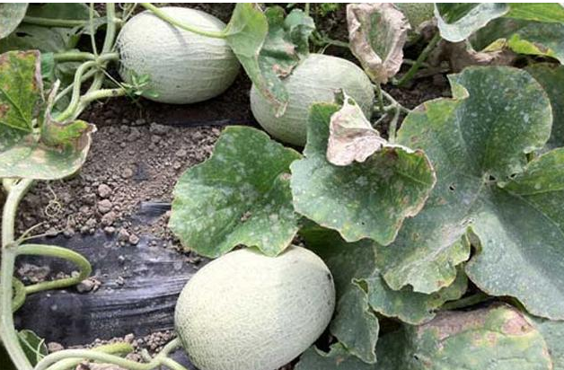 哈密瓜种植时间和方法，哈密瓜怎样种植（在家种''哈密瓜''）