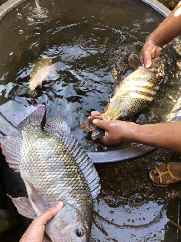 罗非鱼喜欢吃什么饵料（野钓大罗非最佳时机即将到来）