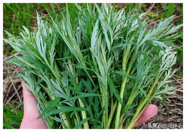 柳蒿芽怎么做好吃，凉拌柳蒿芽的做法（叫东北老家的“柳蒿芽”）