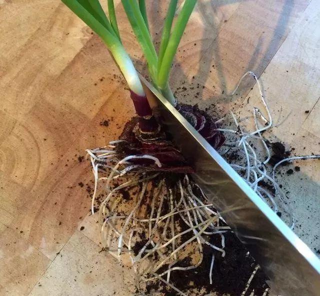 洋葱会开花吗怎么种洋葱，1个洋葱丢盆里