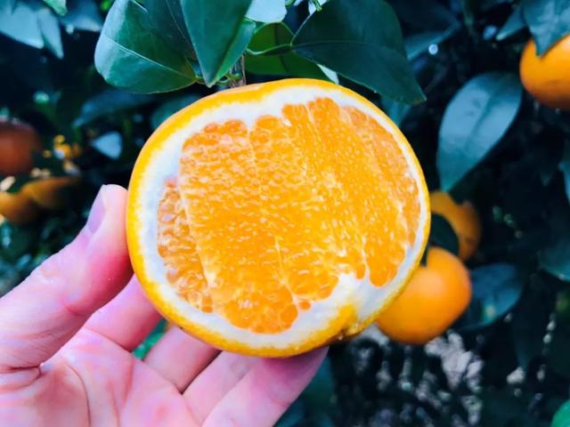 写乡村甘蔗的优美句子，家乡的甘蔗作文1000字（环江蜜汁沃柑，迷之好吃）