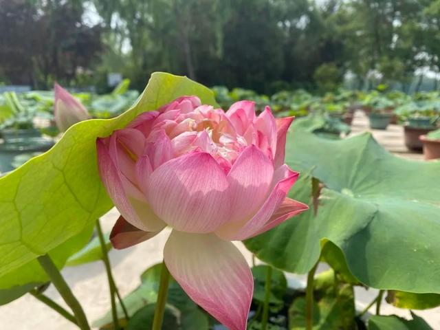 黄菊花的花语和象征，带你去莲花池看花