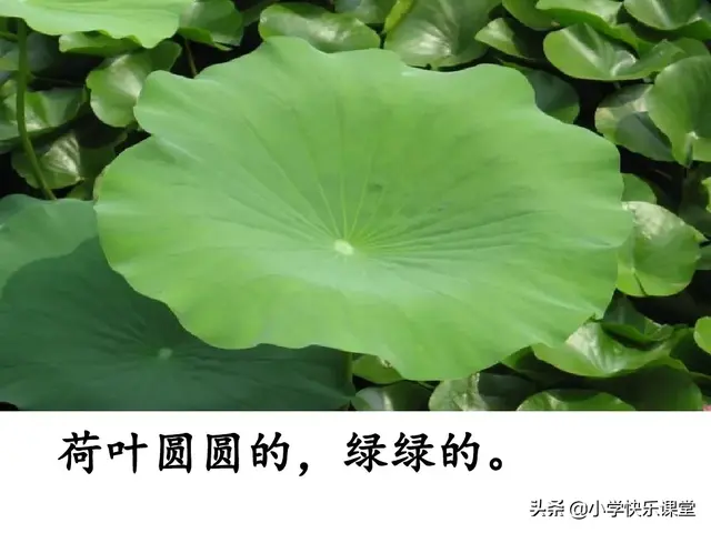 一什么荷叶一什么凉伞，荷叶是小雨的凉伞（小学部编版一年级下册语文课文13《荷叶圆圆》图文解读+知识点）