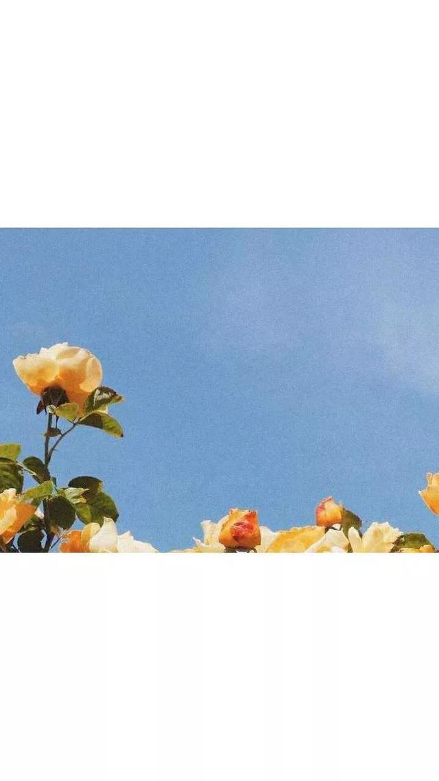 动漫帅哥美女图片，帅哥美女杂图（图王鲨鱼哥第33期33套微信头像加背景图）