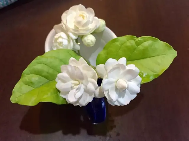 茉莉花的功效，茉莉花的功效与作用泡水喝的功效（因为它气机清灵啊）