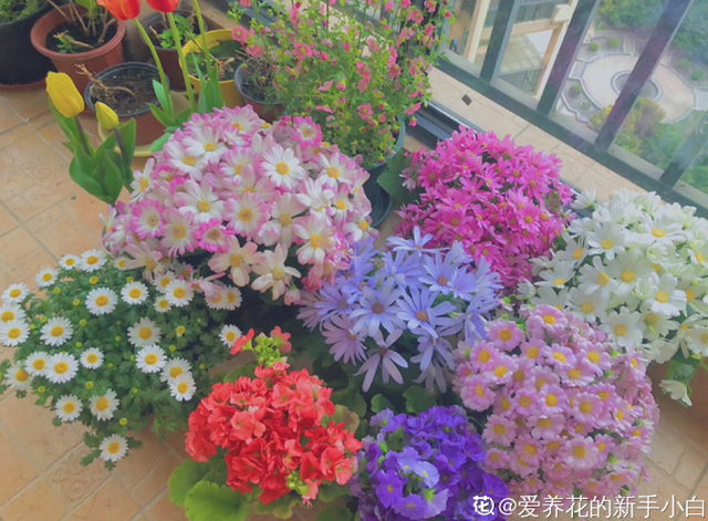 多肉的养殖方法和注意事项，多肉的养殖方法大全及注意事项（注意3个问题）