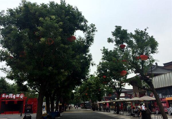 槐花什么时候开花，槐花几月开花（为啥曲江的槐花七月开）