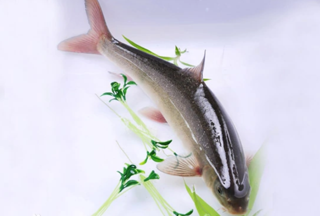 四川八大碗是哪八道菜，四川九大碗每道菜图片（因为有道“特别”的菜受过皇封）