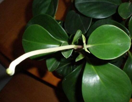 小家碧玉花，碧玉什么季节开花<春季盛开>（小家碧玉花）