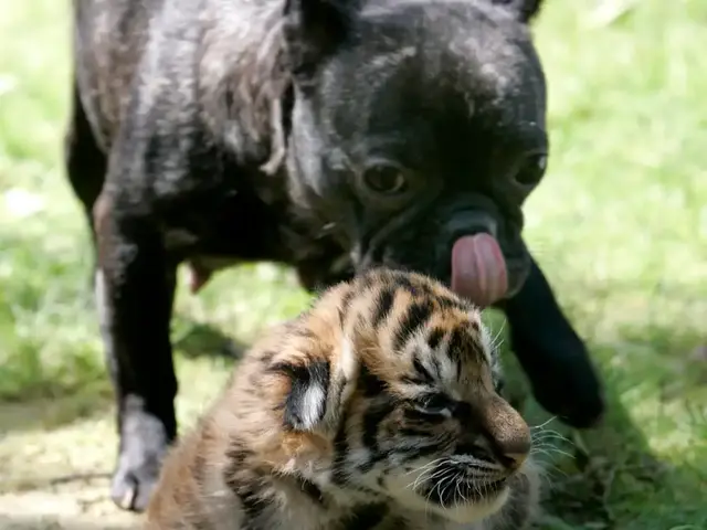 小狗图片，狗狗简直是动物界的交际花（小狗图片 卡通画）