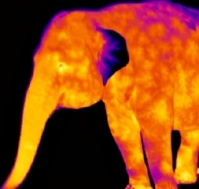 大象的耳朵有多大，大象的耳朵有多大图片（你绝对想不到是它）