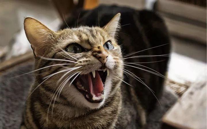 猫突然凶你(你要凶一只小猫咪吗表情包)-星月网
