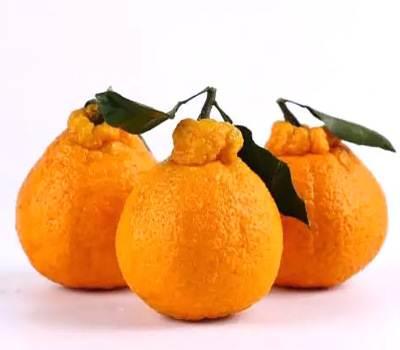 柑橘品种怎么分，柑橘品种（来看看你认识几个）