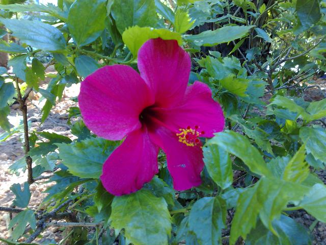 诺基亚n95手机好吗，回顾诺基亚N95