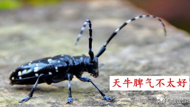 呀组词，呀的多音字组词（二年级下册语文课文11《我是一只小虫子》图文详解及同步练习）