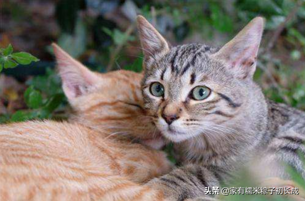 猫咪怀孕了有什么迹象，多条线索证明——你是否当上爷爷奶奶了