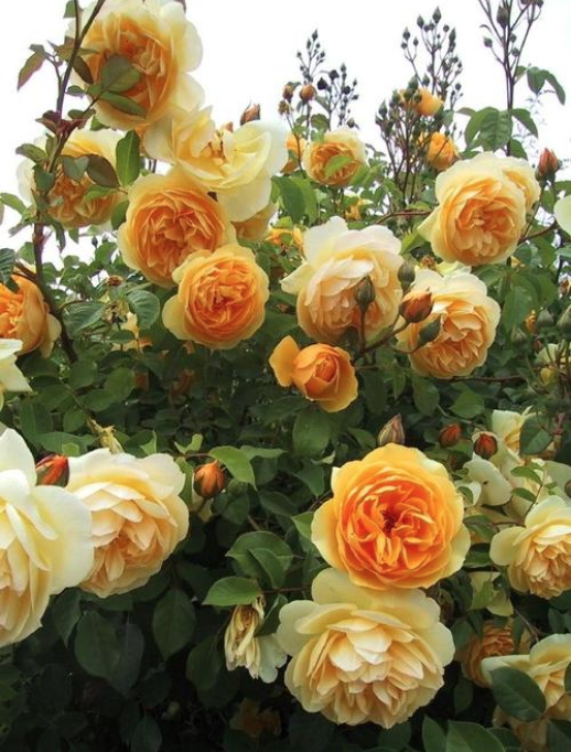 名贵月季十大品种，最稀有的月季花品种（我心目中最值得栽种的10种藤本月季）