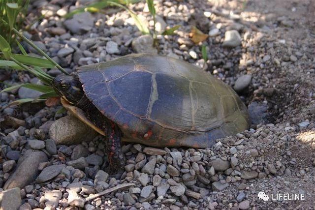 东锦龟怎样饲养，东锦龟的养殖（龟界传说级别的抗冻神仙）