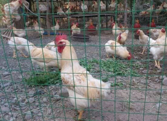 散养鸡用什么围网，养鸡围网要多高才合适（散养鸡要设置围网）