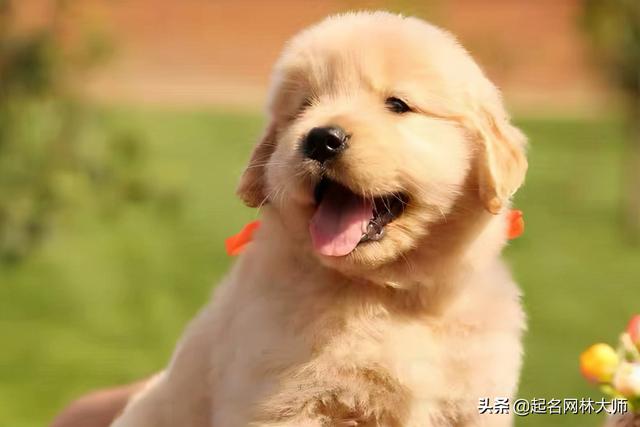 qq输入法不支持ios，为什么电脑qq输入法不能用（54个“温顺”狗狗名）